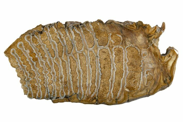 Polished Mammoth Molar Slice - South Carolina #335405